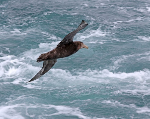 Giant Petrel glides on the winds of the Drake Passage with rough seas below