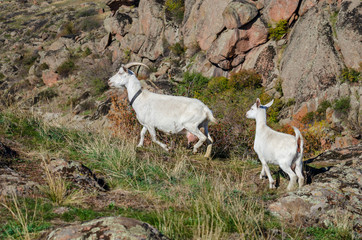 The goat comes with a little goat.