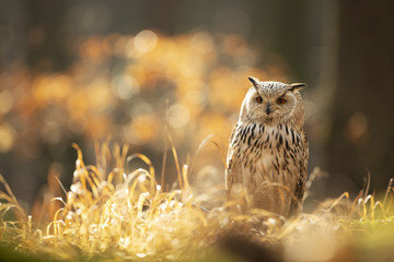 Owl