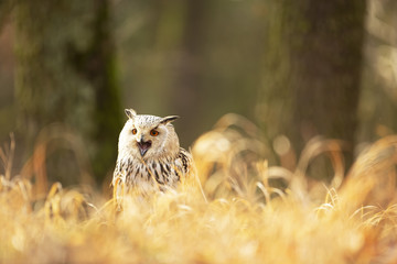 Owl