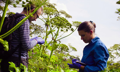 Man and woman scientists environmentalists exploring plants. Man cutting sample of a cow-bream and woman writing in notebook