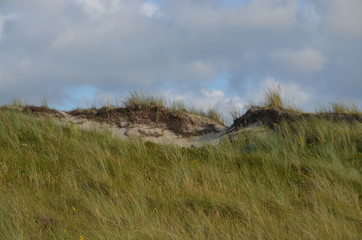 Gras wächst am Sandhügel