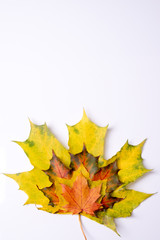 Autumn yellow and orange leaves on white background, place for inscription. Photo format vertical