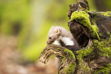 European marten