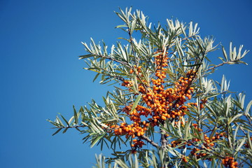 Hippophae rhamnoides female plants with fruit berries detail, common sea buckthorn shrub