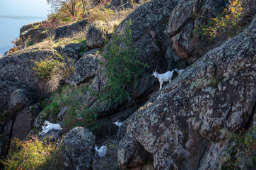 Obraz premium A herd of farm goats grazes in the rocks near the river.