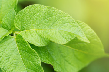 Macro of potatoes leaves, foliage nature background