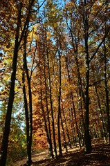 Eichenwald herbstlich - Roteiche