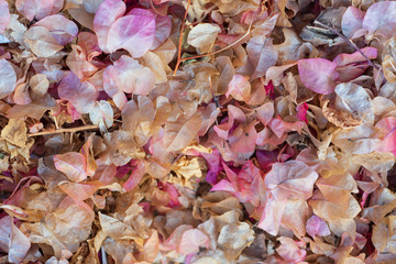 Background texture of yellow, orange and pink leaves, autumn fall leaf background.