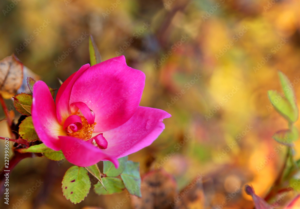 Poster rose in autumn