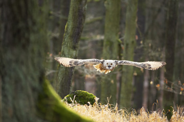 Great Owl in the flight