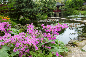 Fototapeta na wymiar Spring. Green leaves. Japanese Maple. Japanese garden. Leverkusen