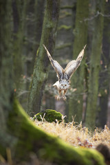 Great Owl in the flight