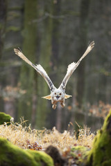 Great Owl in the flight