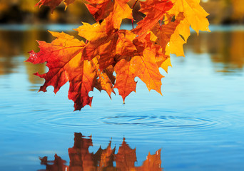 natural beautiful background with a maple branch with bright yellow and orange leaves bent over a blue pond on a clear autumn day