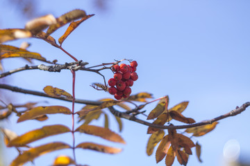 rowanberry