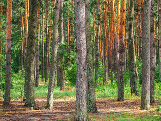 Coniferous forest in sunlight, pine tree trunks in summer
