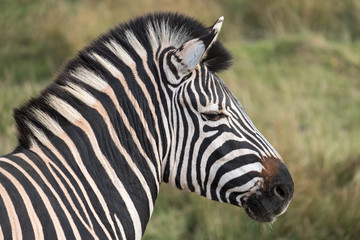 Profile view of head of black and white striped plains zebra, photographed at Port Lympne Safari Park, Ashford Kent, UK.