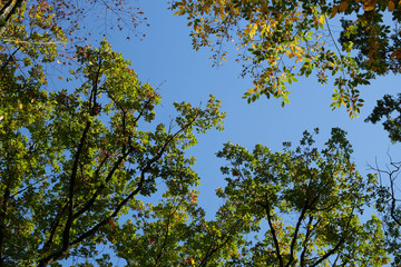 Eiche vor blauem Himmel