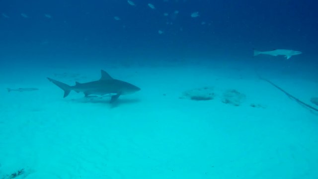 Bull shark swimming with remoras in the waters off Playa del Carmen.