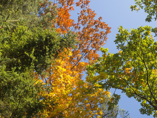 look up at colorful autumn colored tall tree crowns and blue sky background, orange beech and oak tree, yellow maple and green spruce tree leaves