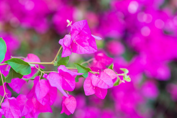 Purple flowers of bougainvillea tree and green leaves. Bougainvillea floral texture and background. Close up view of colorful purple flowers texture and background for designers.