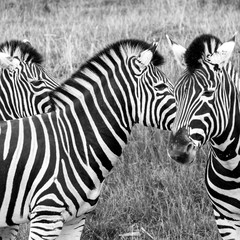 Fototapeta na wymiar Three plains zebras in the grass at Port Lympne Safari Park, Ashford, Kent UK. Photographed in monochrome.