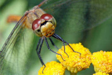 Head of a dragonfly sitting on a flower, close-up.
