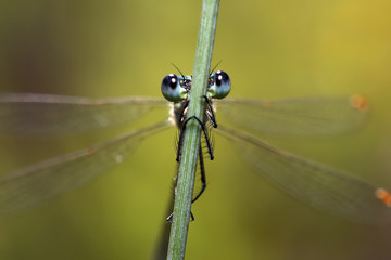 Dragonfly eyes behind the grass stalk look fascinating.