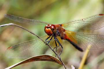 Dragonfly sitting on a stalk of grass.
