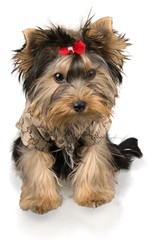 Yorkshire Terrier Wearing Dog Clothes