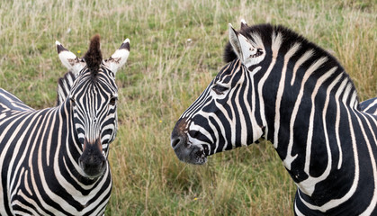 Fototapeta na wymiar Head of two striped plains zebras, photographed in the grass at Port Lympne Safari Park, Ashford, Kent UK. 
