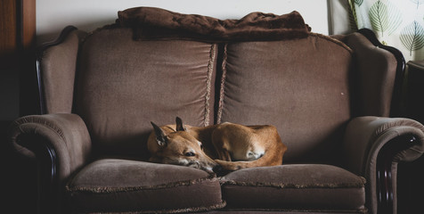 sighthound dog on sofa