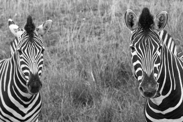 Fototapeta na wymiar Two black and white striped zebras in the grass, photographed in monochrome at Port Lympne Safari Park, Ashford, Kent UK