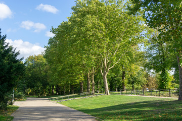 bäume im stadtpark - blauer himmel mit wolken