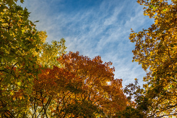 Herbst Blätter Bäume