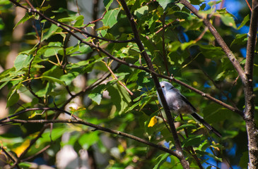 Very beautiful and cute bird chubby on the branches of summer morning. The baby birds on the branch