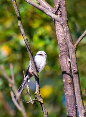 Very beautiful and cute bird chubby on the branches of summer morning. The baby birds on the branch