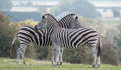 Two plains zebras facing in opposite directions, photographed at Port Lympne Safari Park, Ashford...