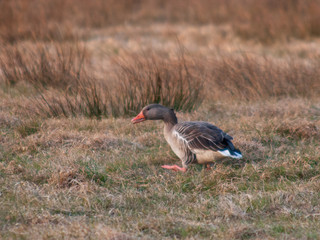 Holland Weerribben Wieden