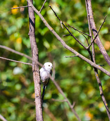 Very beautiful and cute bird chubby on the branches of summer morning. The baby birds on the branch