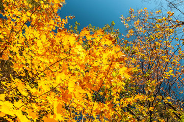 Mapple tree. Yellow leaves. Autumn.