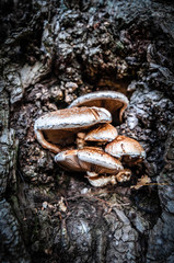 Mushrooms on the tree