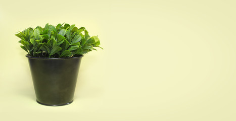 Close up of artificial plant in black plastic pot against a light yellow background. With copy space available.