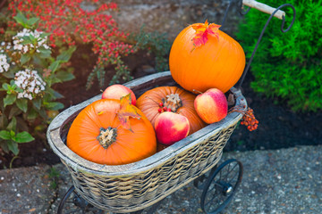 Small pumpkins and apples in vintage straw basket in the garden. Autumn harvest, thanksgiving, halloween, nature concept. Healthy diet food. Selective focus. Copy space.