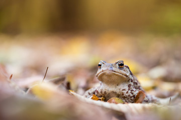 Bufo bufo Erdköte im Herbstlaub