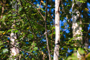 Very beautiful and cute bird chubby on the branches of summer morning. The baby birds on the branch