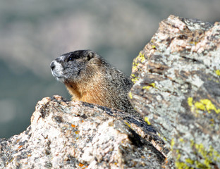Marmot in national park