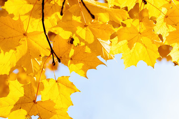 autumn leaves background