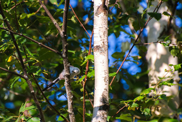 Obraz premium Very beautiful and cute bird chubby on the branches of summer morning. The baby birds on the branch